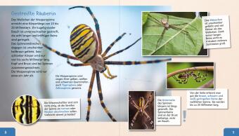Meine große Tierbibliothek: Die Spinne