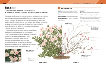 Gartenwissen Pflanzenschnitt
