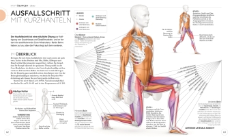 Krafttraining - Die Anatomie verstehen