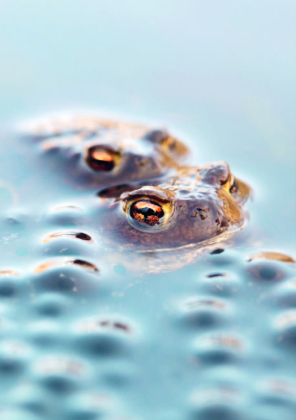 Wunderwelt heimische Amphibien