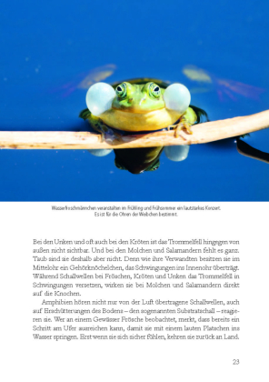 Wunderwelt heimische Amphibien