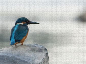 CALVENDO Puzzle Ganz allein | 2000 Teile Lege-Größe 90x67cm Foto-Puzzle für glückliche Stunden
