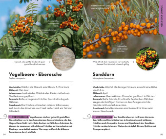 BASIC Früchte und Wildkräuter