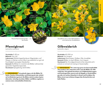 BASIC Früchte und Wildkräuter