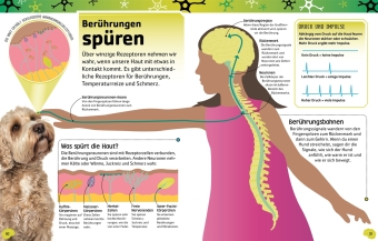 Superstark & superschlau. Superschlaues Gehirn