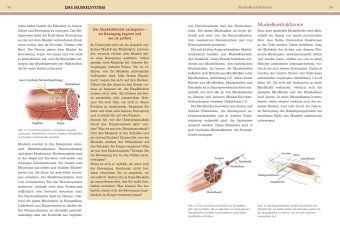 Yoga-Anatomie