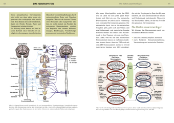 Yoga-Anatomie