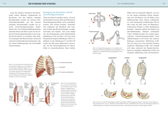 Yoga-Anatomie