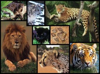 Wildkatzen 1000 Teile (Puzzle)