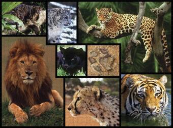 Wildkatzen 1000 Teile (Puzzle)
