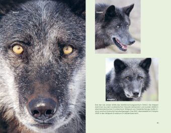Der Wolf und wir