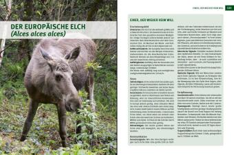 Wildtiere im Fokus