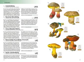 Das Kosmos-Handbuch Pilze 