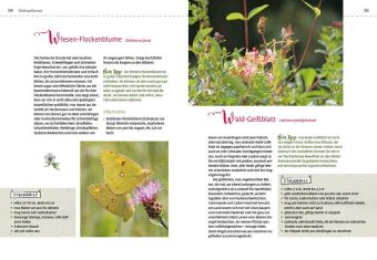 Mein Schmetterlingsgarten