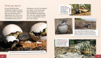 Meine große Tierbibliothek: Die Schildkröte 