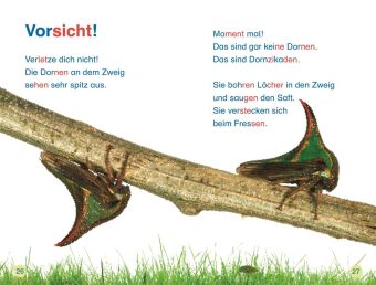 SUPERLESER! Insekten, top getarnt