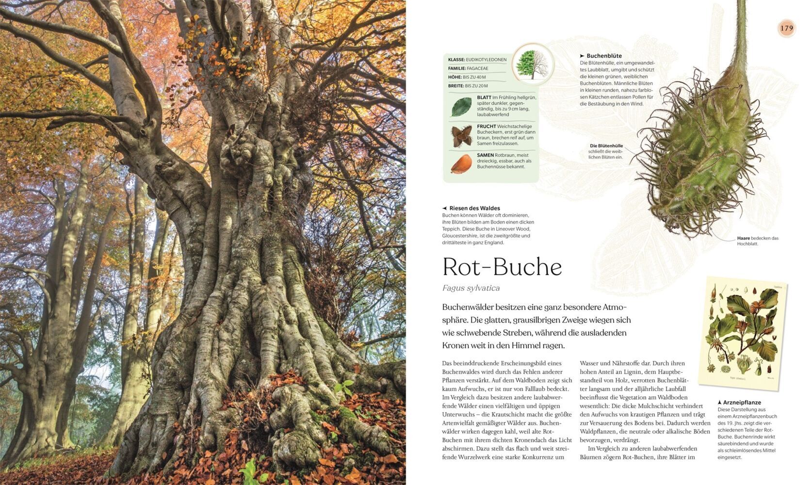 Bäume - Eine Natur- und Kulturgeschichte - Michaelsbund