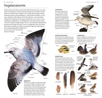 Vögel