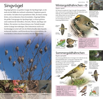 Vögel