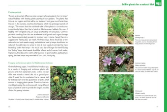 Mediterranean Tortoises: Gentle Creatures in Hard Shells