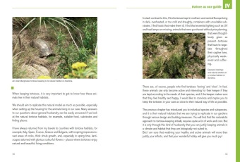 Mediterranean Tortoises: Gentle Creatures in Hard Shells