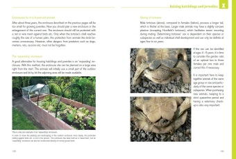 Mediterranean Tortoises: Gentle Creatures in Hard Shells
