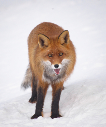 Das verborgene Leben der Füchse 