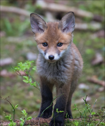 Das verborgene Leben der Füchse 