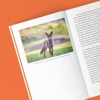 Das verborgene Leben der Füchse 