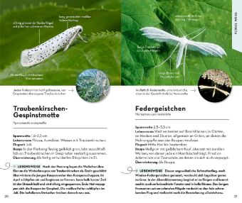 Basic Schmetterlinge