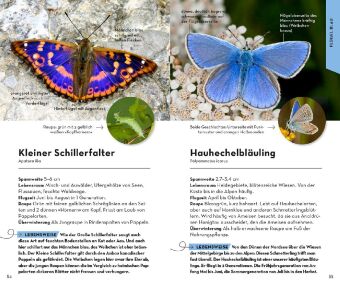 Basic Schmetterlinge