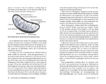 Raus aus der chronischen Erschöpfung 