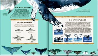 Die geheime Welt der Wale