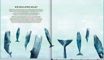 Die geheime Welt der Wale