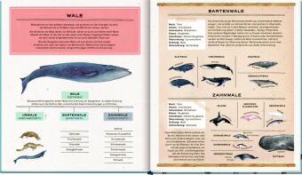 Die geheime Welt der Wale