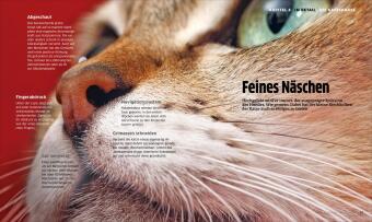 Die große Katzenbibel