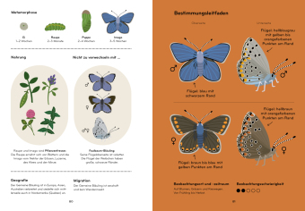 Insektorama
