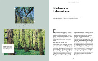 Fledermäuse