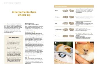 Meerschweinchen