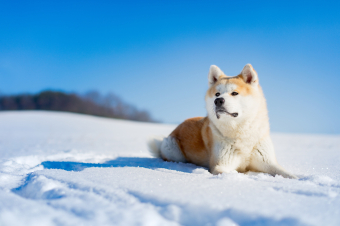 Lais Puzzle Akita Inu 2000 Teile