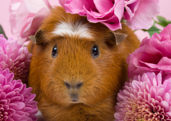 Lais Puzzle Meerschweinchen in rosa Blumen 500 Teile