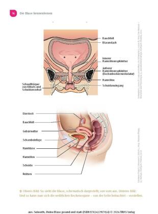 Meine Blase gesund und stark 