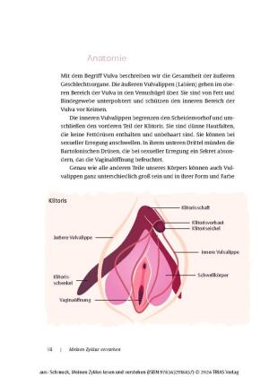Meinen Zyklus lesen und verstehen 