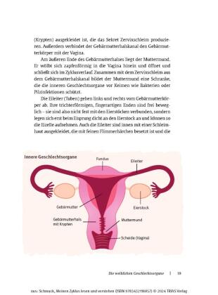 Meinen Zyklus lesen und verstehen 