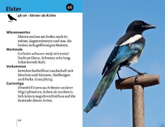 Alle Vögel sind schon da