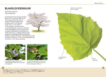 Bäume am Blatt erkennen - 78 Laub- und Nadelgehölze. Blätter in Originalgröße