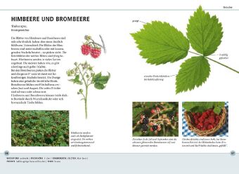 Bäume am Blatt erkennen - 78 Laub- und Nadelgehölze. Blätter in Originalgröße