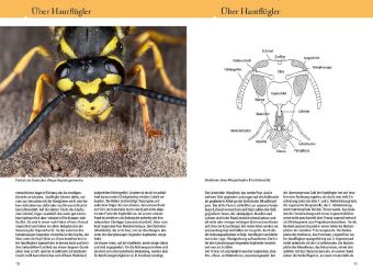 Bienen, Wespen, Ameisen