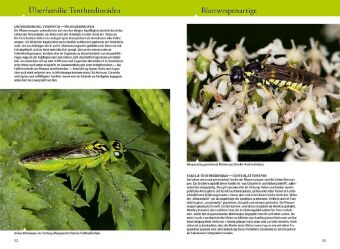 Bienen, Wespen, Ameisen