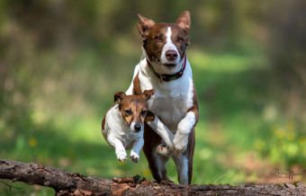 Über 125 Naturheilmittel für den gesunden Hund!